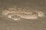 Arabian Horned Viper   Cerastes gasperettii