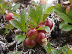 Mountain (Black) Bearberry    Arctostaphylos alpina 