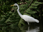 Western Great Egret    Ardea alba