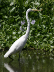 Western Great Egret    Ardea alba