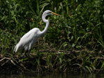 Western Great Egret    Ardea alba