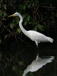 Western Great Egret    Ardea alba