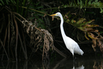 Western Great Egret    Ardea alba