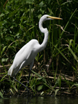 Western Great Egret    Ardea alba