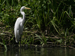 Western Great Egret    