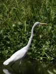 Western Great Egret    