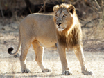 Азиатски лъв    Panthera leo persica