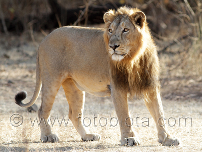      Panthera leo persica