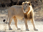 Asiatic Lion    Panthera leo persica