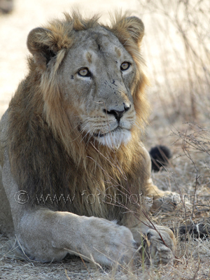      Panthera leo persica