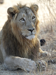 Asiatic Lion    Panthera leo persica