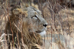 Asiatic Lion    