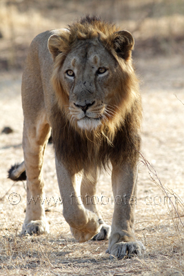      Panthera leo persica