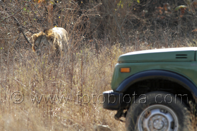      Panthera leo persica