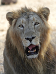 Asiatic Lion    Panthera leo persica