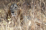 Asiatic Lion    Panthera leo persica