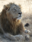 Asiatic Lion    Panthera leo persica