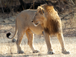 Asiatic Lion    Panthera leo persica