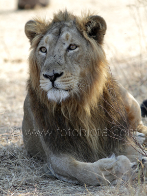      Panthera leo persica