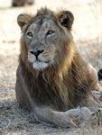 Asiatic Lion    Panthera leo persica