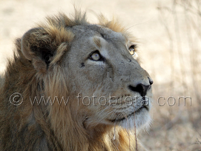      Panthera leo persica