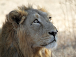 Asiatic Lion    Panthera leo persica