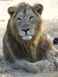 Asiatic Lion    Panthera leo persica