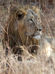 Asiatic Lion    Panthera leo persica