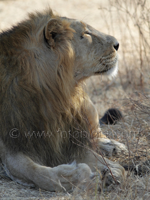      Panthera leo persica