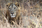 Asiatic Lion    Panthera leo persica