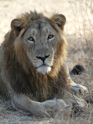      Panthera leo persica