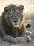 Asiatic Lion    Panthera leo persica