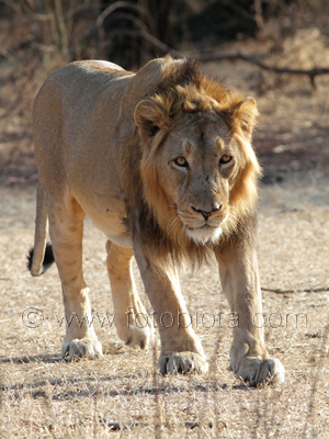      Panthera leo persica