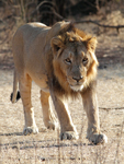 Asiatic Lion    Panthera leo persica