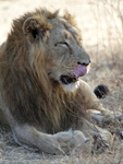 Asiatic Lion    Panthera leo persica