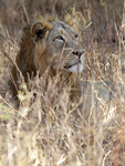 Asiatic Lion    Panthera leo persica