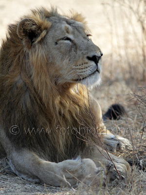      Panthera leo persica