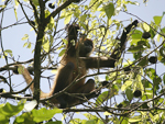 Geoffroy's Spider Monkey    Ateles jeoffroyi