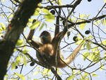 Geoffroy's Spider Monkey    Ateles jeoffroyi