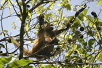 Geoffroy's Spider Monkey    Ateles jeoffroyi