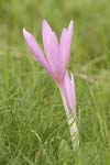 Autumn Crocus   Colchicum autumnale