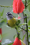 Bananaquit    Coereba flaveola