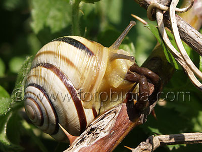     Cepaea vindobonensis