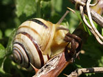 Banded Snail   Cepaea vindobonensis