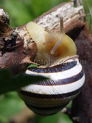     Cepaea vindobonensis