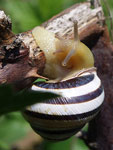 Banded Snail   Cepaea vindobonensis