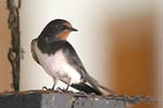 Barn Swallow   