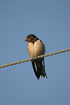 Barn Swallow   