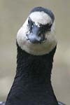 Barnacle Goose   