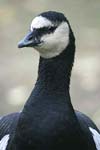 Barnacle Goose   